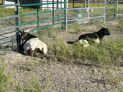 frick and frack goats.jpg